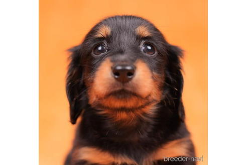 成約済の東京都のカニンヘンダックスフンド(ロングヘアード)-203751